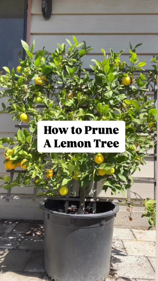 Post 9 by Four Winds Growing 🍋 on TikTok (video)