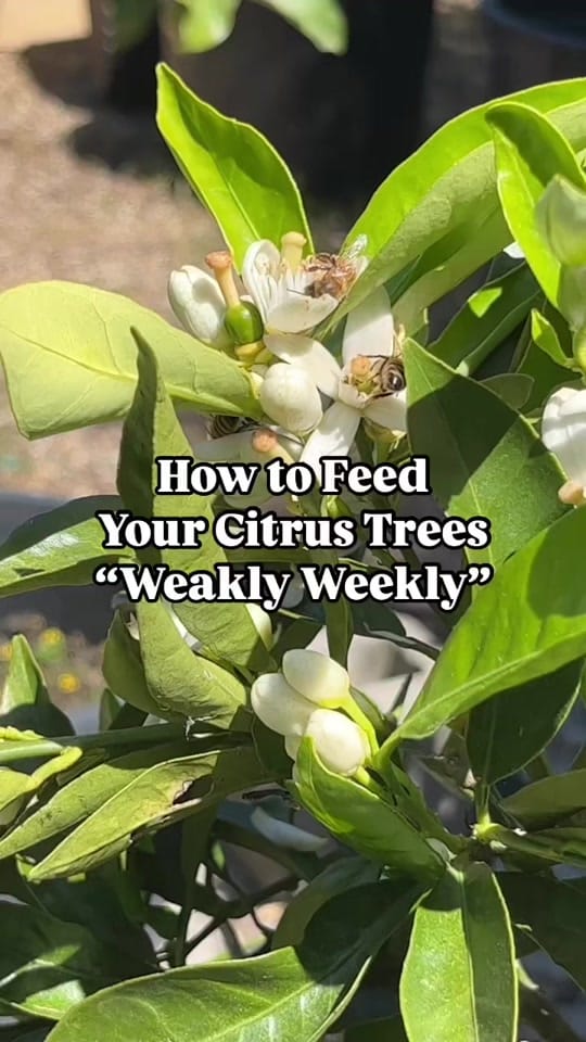 Post 8 by Four Winds Growing 🍋 on TikTok (video)