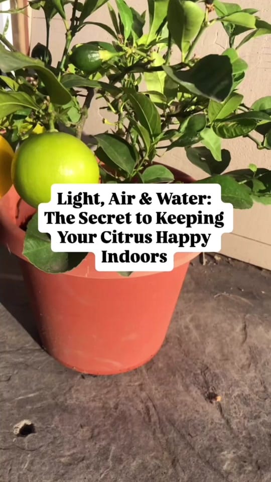Post 7 by Four Winds Growing 🍋 on TikTok (video)