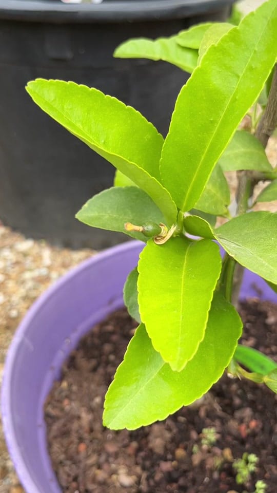 Post 10 by Four Winds Growing 🍋 on TikTok (video)