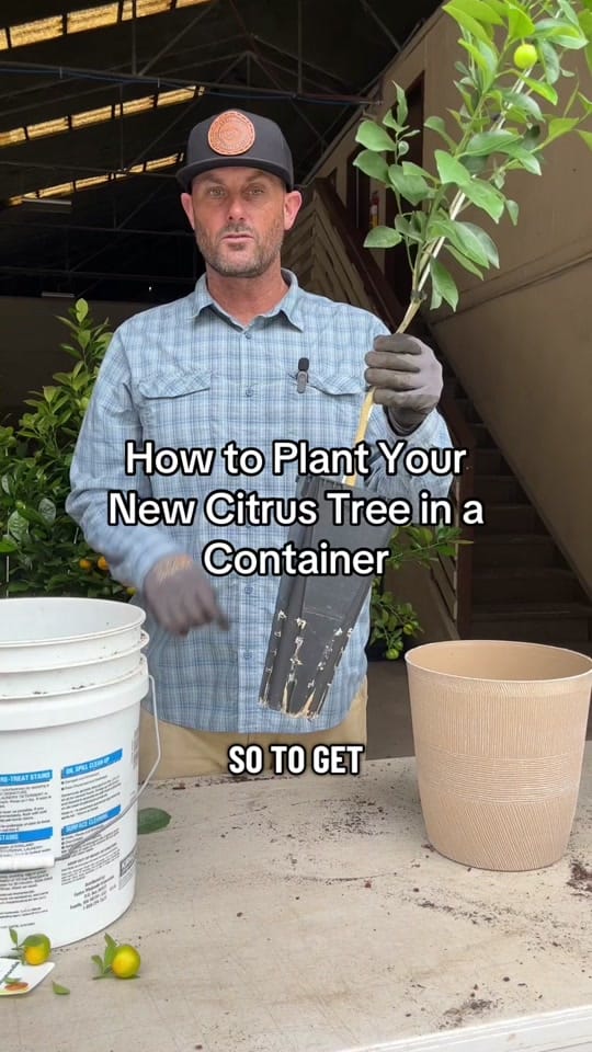 Post 4 by Four Winds Growing 🍋 on TikTok (video)