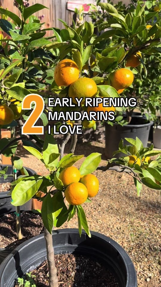 Post 6 by Four Winds Growing 🍋 on TikTok (video)