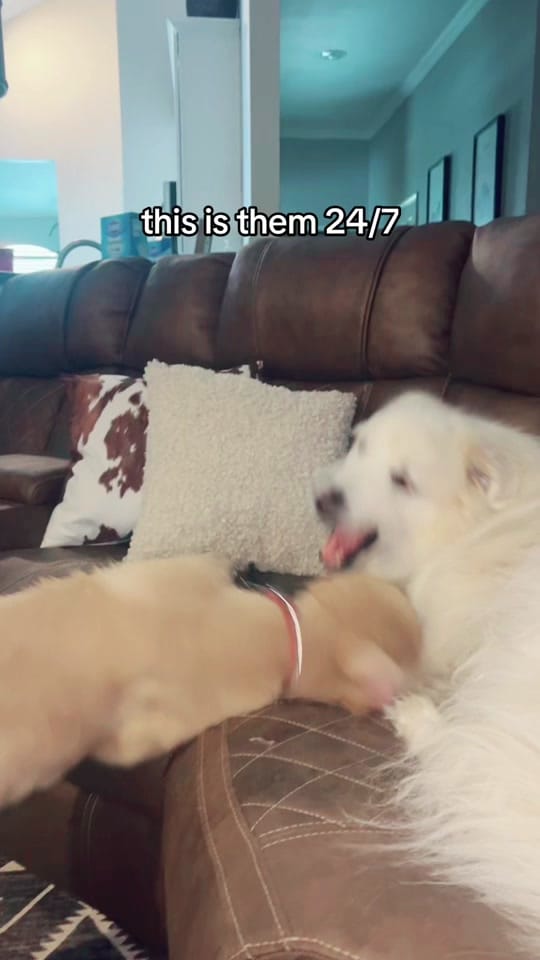 Post 10 by alisonepperley on TikTok (video)
