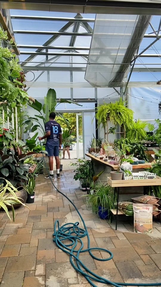 Post 10 by The Houseplant Hub | Oregon on TikTok (video)