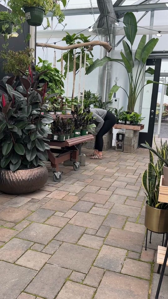 Post 4 by The Houseplant Hub | Oregon on TikTok (video)