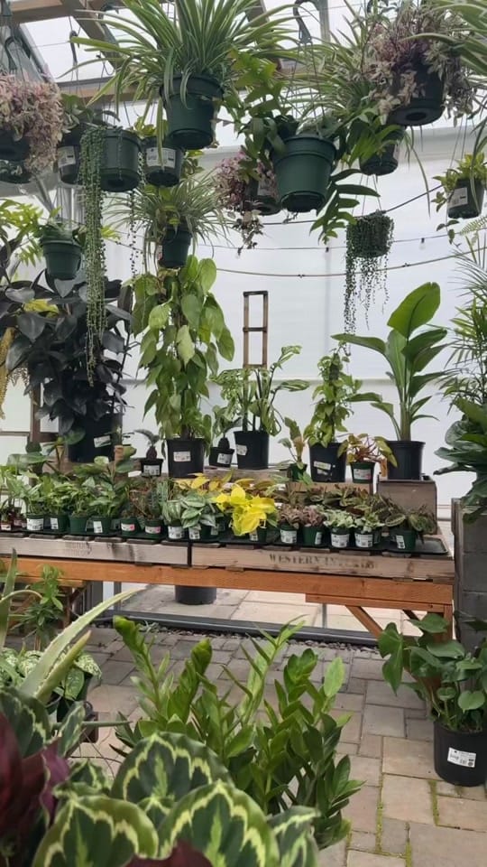 Post 5 by The Houseplant Hub | Oregon on TikTok (video)