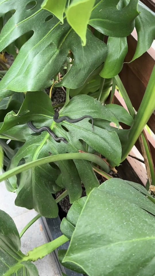 Post 3 by The Houseplant Hub | Oregon on TikTok (video)