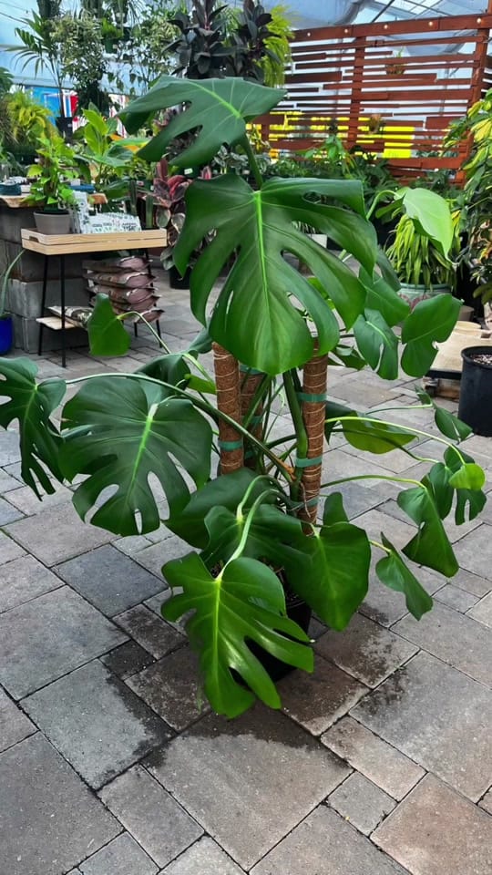 Post 9 by The Houseplant Hub | Oregon on TikTok (video)