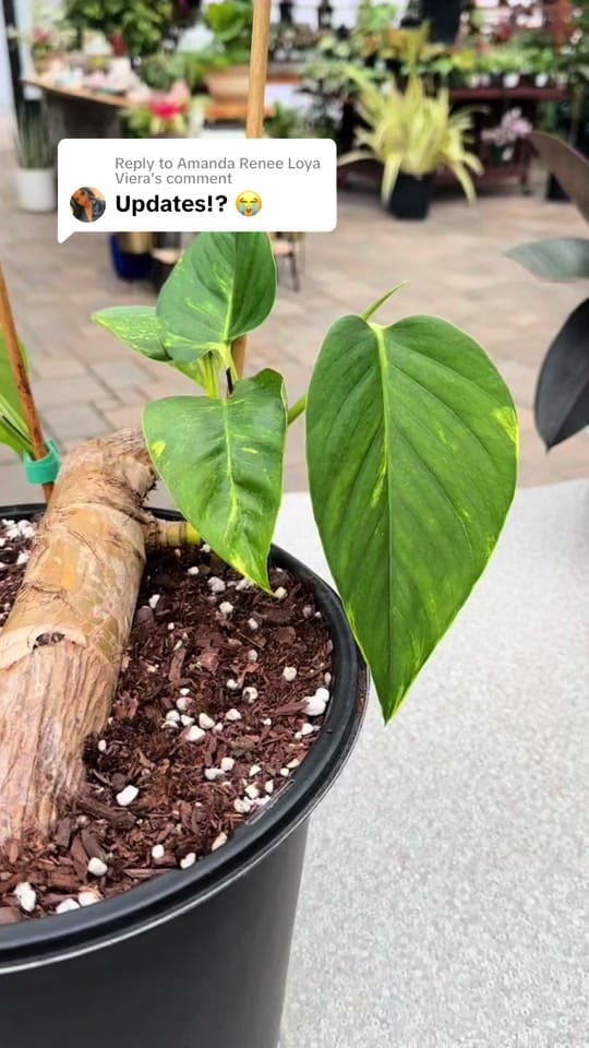 Post 1 by The Houseplant Hub | Oregon on TikTok (video)