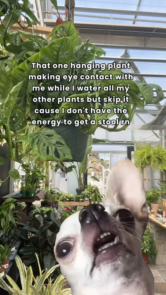 Post 7 by The Houseplant Hub | Oregon on TikTok (video)