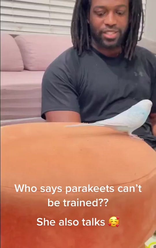 Post 10 by Just4Birds on TikTok (video)