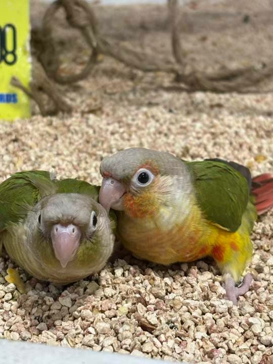 Post 6 by Just4Birds on TikTok (video)