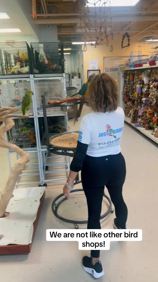Post 9 by Just4Birds on TikTok (video)