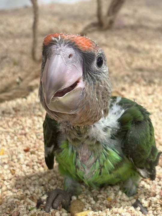 Post 4 by Just4Birds on TikTok (video)