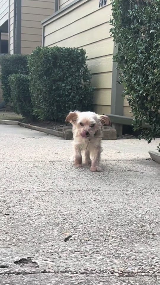Post 5 by Give A Damn on TikTok (video)