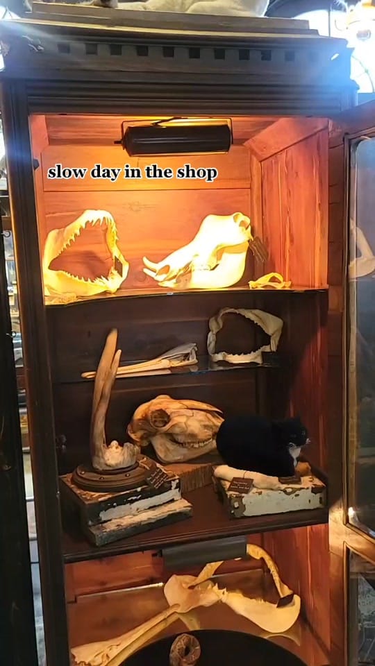 Post 6 by DarkMatterOddities on TikTok (video)