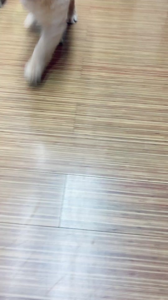 Post 2 by Petland Independence on TikTok (video)