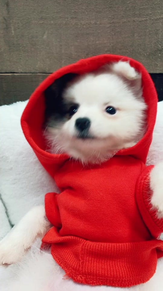 Post 9 by Petland Independence on TikTok (video)