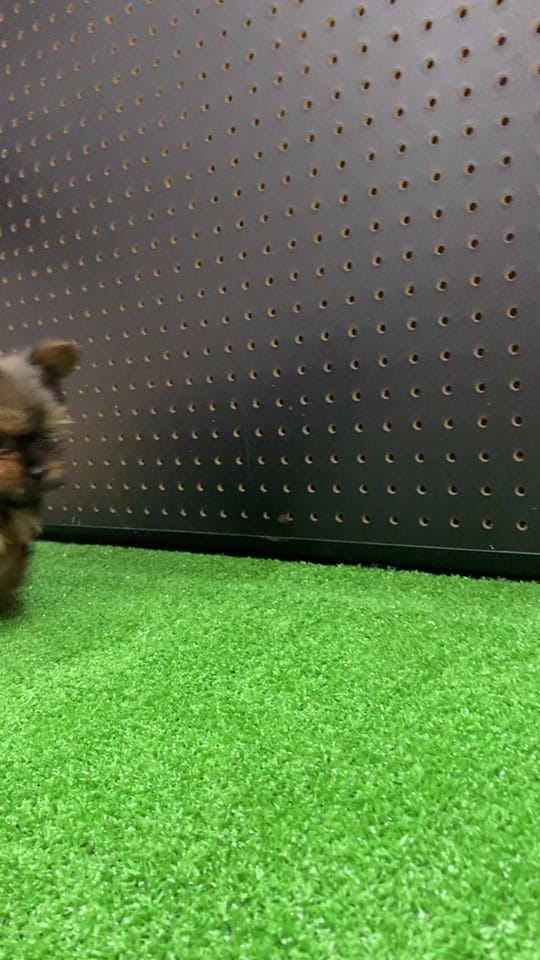 Post 7 by Petland Independence on TikTok (video)