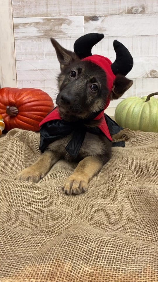 Post 6 by Petland Independence on TikTok (video)