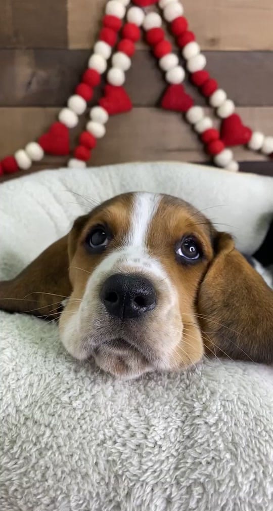 Post 3 by Petland Independence on TikTok (video)