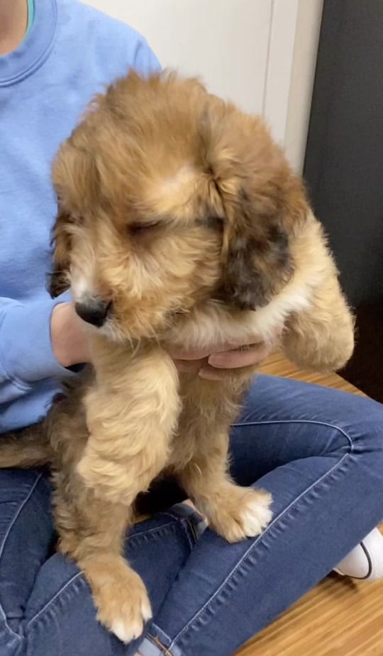 Post 4 by Petland Independence on TikTok (video)