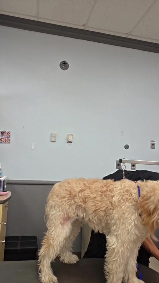 Post 5 by DEYSIA GROOMER USA on TikTok (video)