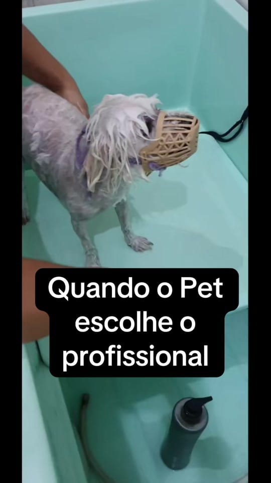 Post 1 by DEYSIA GROOMER USA on TikTok (video)