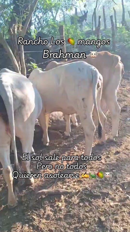 Post 5 by MGuadalupe on TikTok (video)