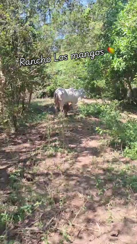 Post 3 by MGuadalupe on TikTok (video)