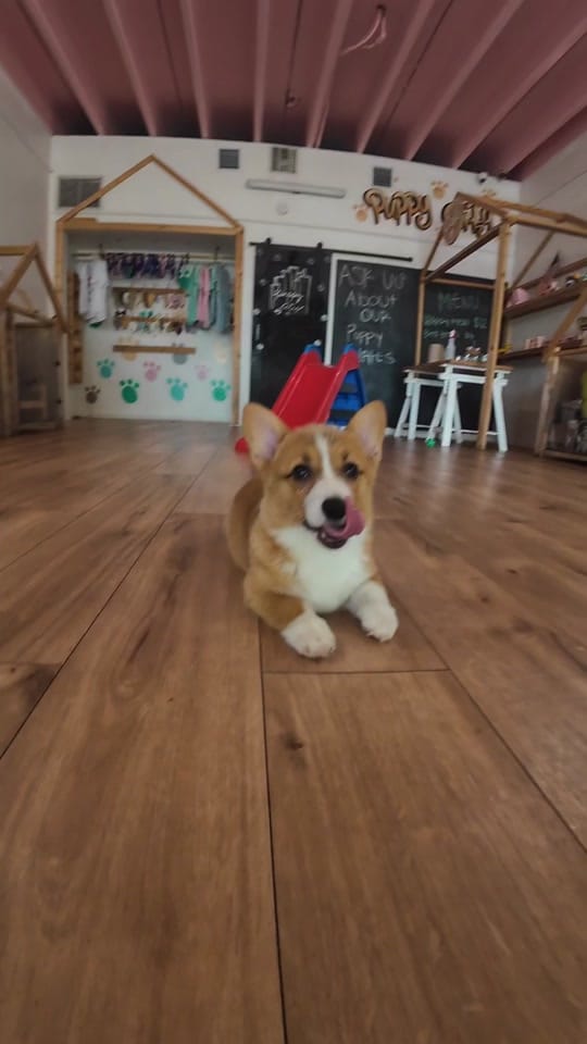 Post 6 by Puppy City on TikTok (video)