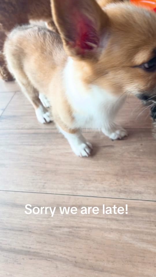 Post 3 by Puppy City on TikTok (video)