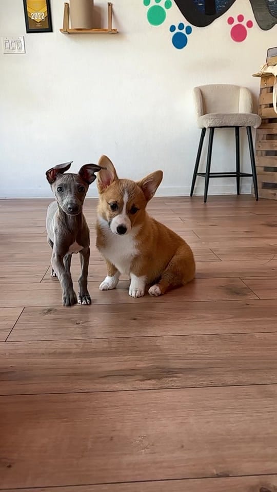 Post 7 by Puppy City on TikTok (video)