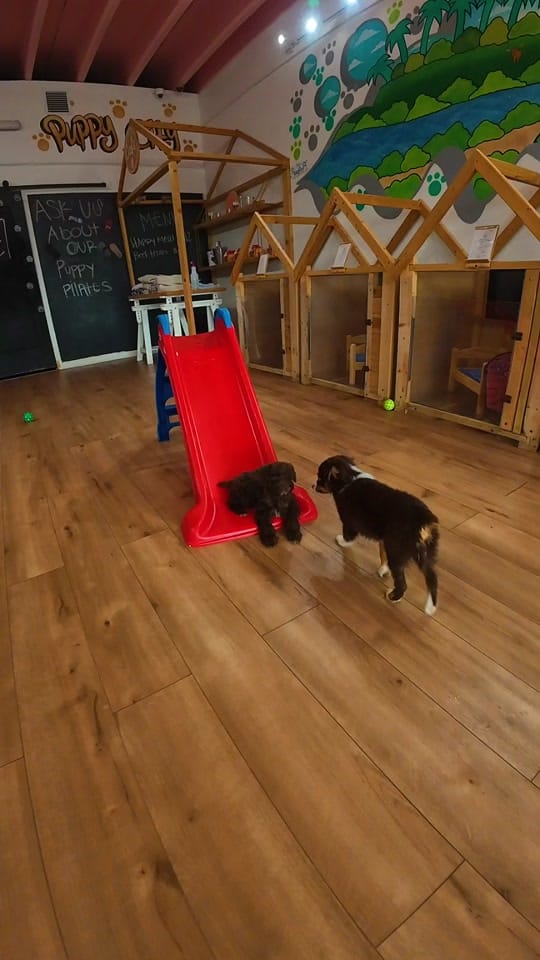 Post 4 by Puppy City on TikTok (video)