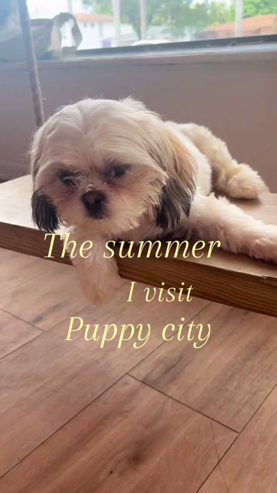 Post 2 by Puppy City on TikTok (video)