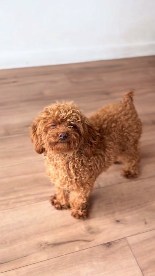 Post 5 by Puppy City on TikTok (video)