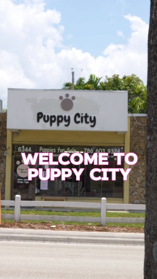Post 10 by Puppy City on TikTok (video)