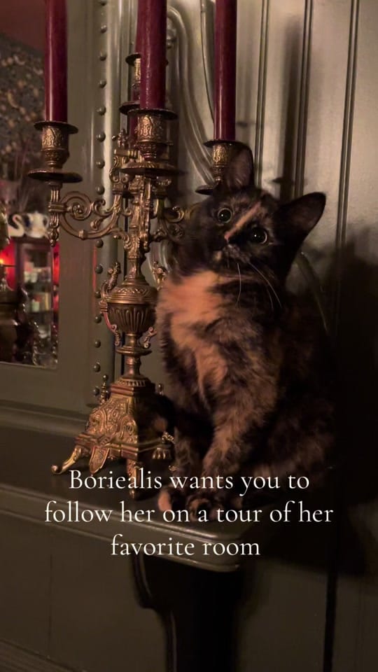 Post 8 by AmongtheMyrtles on TikTok (video)