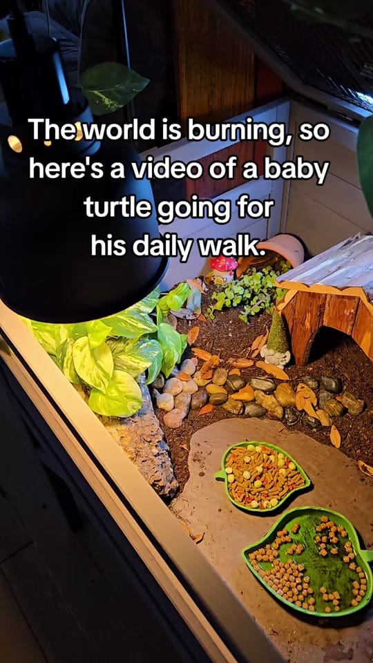 Post 2 by Jenn Carpenter on TikTok (video)