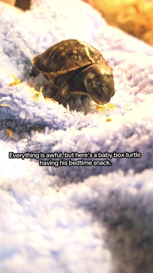 Post 1 by Jenn Carpenter on TikTok (video)