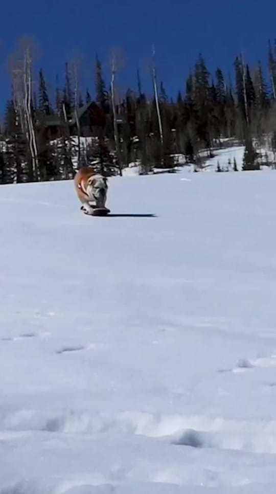 Post 3 by liftedtrucks on TikTok (video)