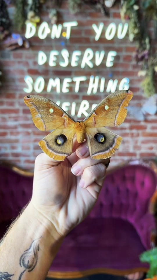 Post 5 by Cronk Art & Curiosities on TikTok (video)