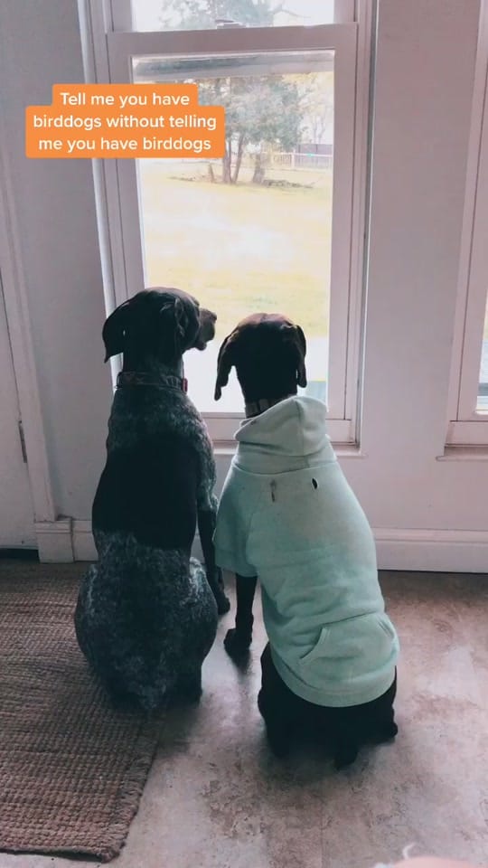 Post 1 by PointerSibs on TikTok (video)
