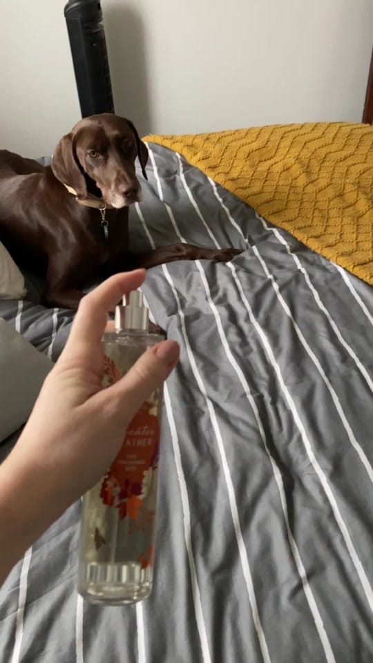 Post 5 by PointerSibs on TikTok (video)