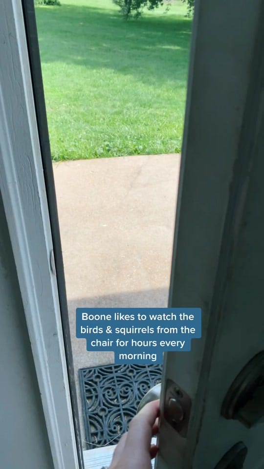 Post 8 by PointerSibs on TikTok (video)