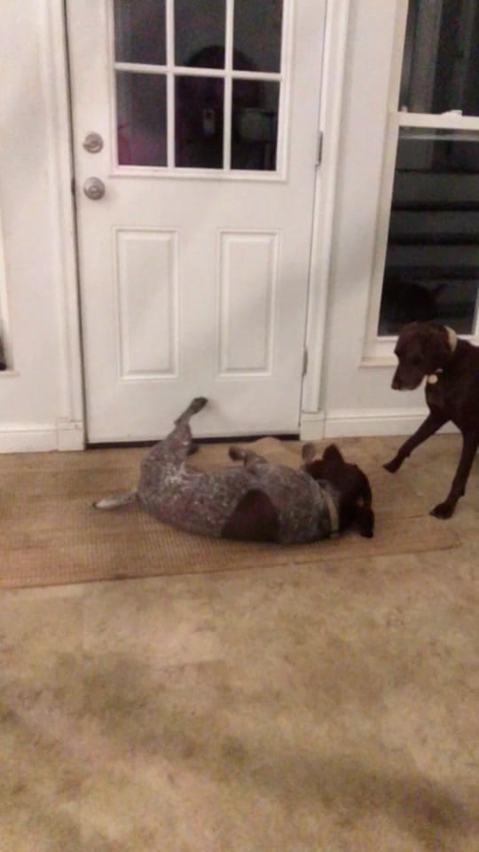 Post 9 by PointerSibs on TikTok (video)