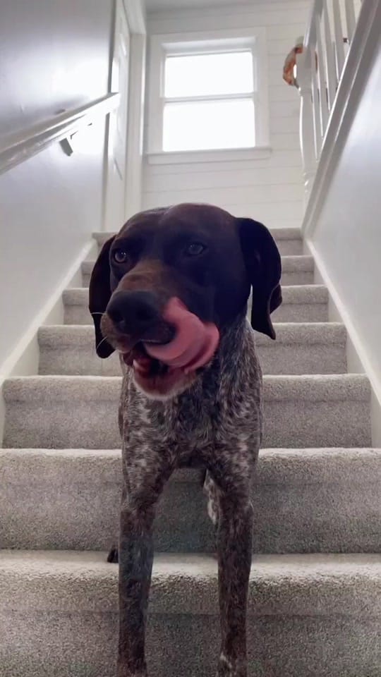 Post 4 by PointerSibs on TikTok (video)