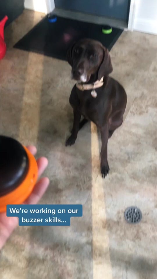 Post 3 by PointerSibs on TikTok (video)