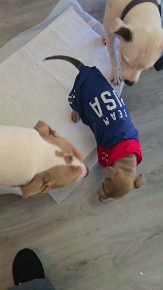 Post 1 by Katrina Olsen on TikTok (video)