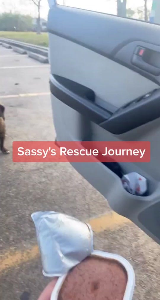 Post 10 by Katrina Olsen on TikTok (video)